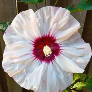 Meet your Posher, Sheryl